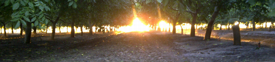 Sunrise x920